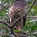 Cuckoo-Roller